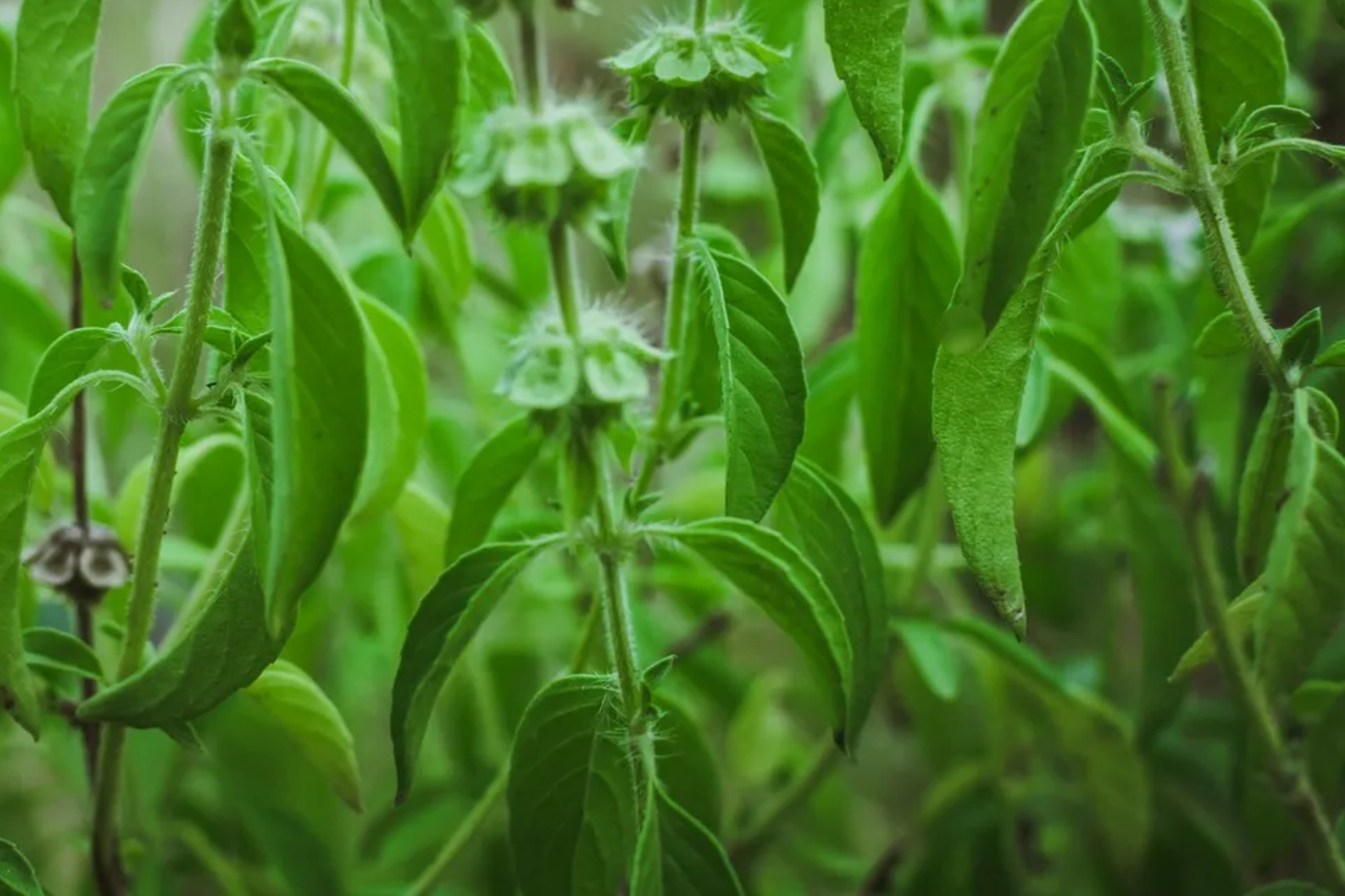 Lemon Basil Seeds | Compact Herb Pack | Lao, Persian, White, Thai Varieties | Ocimum basilicum