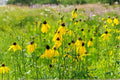 Prairie Coneflower Seeds | Native Wildflower | Perennial Pollinator Plant | Ratibida columnifera | Drought Tolerant, Long-Blooming