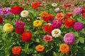 Zinnia Flower Seeds - 100+ Mixed Colors for Butterflies - Annual Zinnia elegans Seed Packet