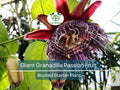 Giant Granadilla Passion Fruit Live Starter Plant, Passiflora ligularis, Tropical Vine for Gardens & Containers