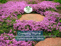 Creeping Thyme Seeds 5000 Pack | Perennial Purple Groundcover | Aromatic Herb Thymus Serpyllum for Gardens & Landscaping