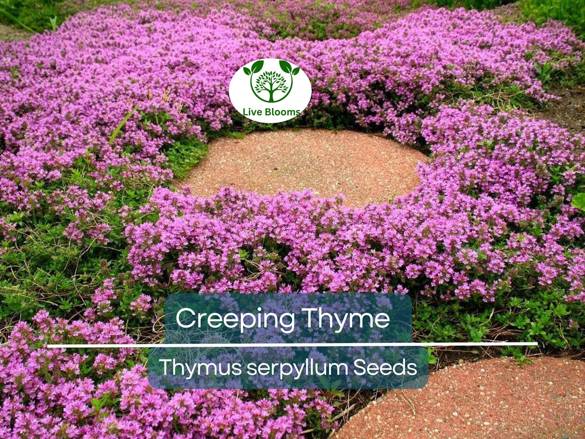 Creeping Thyme Seeds 5000 Pack | Perennial Purple Groundcover | Aromatic Herb Thymus Serpyllum for Gardens & Landscaping