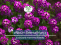 500 Seeds Alyssum Oriental Nights Groundcover Seeds, Dark Purple Fragrant Lobularia maritima, Non-GMO, Pollinator-Friendly
