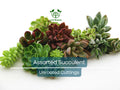 Assorted Succulent Cuttings Pack for Terrariums & Mini Gardens – Echeveria, Crassula, Sedum & More