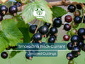 Black Currant Unrooted Cuttings 6-9" Organic Non-GMO Ribes nigrum for Propagation, Fruit Bush, Tart Berries, Garden Plant