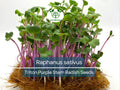 Radish Seeds | Triton Purple Stem | Raphanus sativus | Heirloom, Crisp, Fast-Growing, 80 Seeds for Gardening & Harvest
