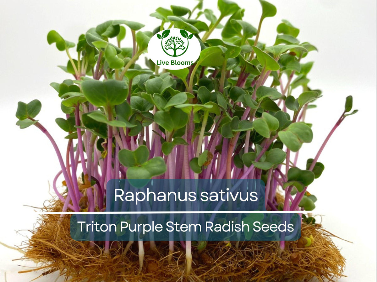 Radish Seeds | Triton Purple Stem | Raphanus sativus | Heirloom, Crisp, Fast-Growing, 80 Seeds for Gardening & Harvest