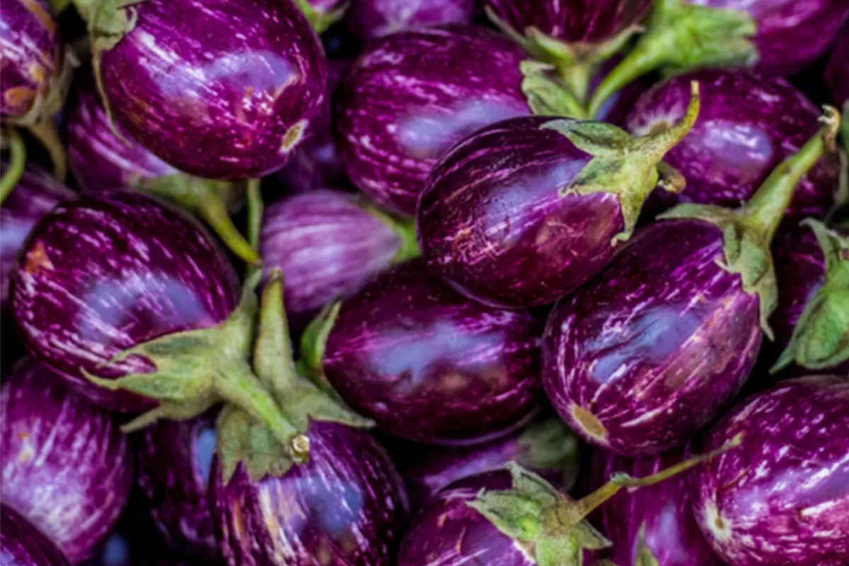 Round Purple Eggplant Seeds | Heirloom Solanum melongena | Indian Eggplant Seeds for Container Gardening