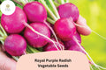 Royal Purple Radish Seeds – Heirloom Raphanus sativus, Purple Roots, Crisp Flavor, Fast-Growing Vegetable Seeds, 500+ Pack