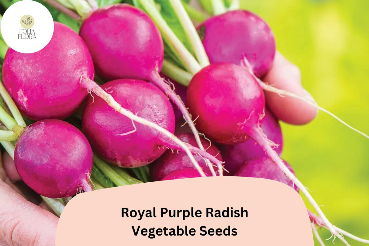 Royal Purple Radish Seeds – Heirloom Raphanus sativus, Purple Roots, Crisp Flavor, Fast-Growing Vegetable Seeds, 500+ Pack