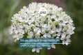 Allium Nigrum Bulbs - 5 White & Green Fragrant Flower Bulbs for Cut Arrangements, Deer & Rabbit Resistant, USDA Zones 4-8