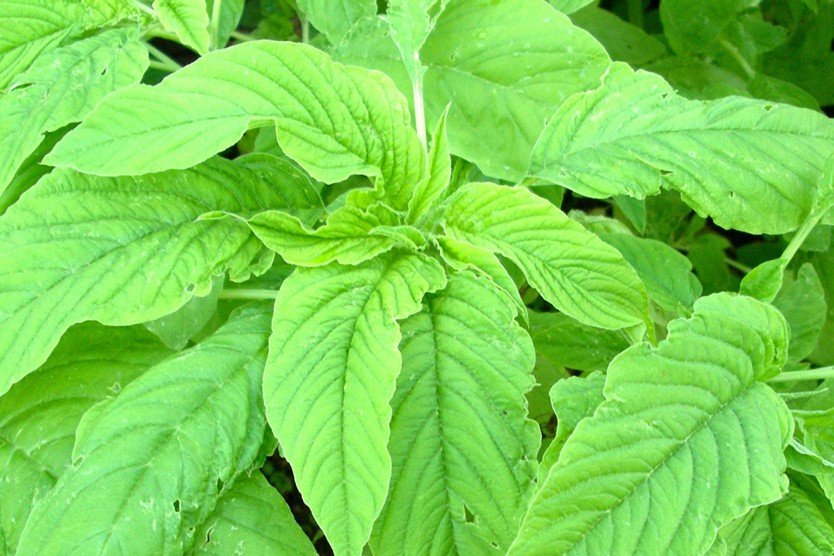 Green Leaf Amaranth Seeds | Jamaican Callaloo, Yin Choi | Edible Green Foliage | Amaranthus viridis