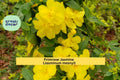 Primrose Jasmine Plant | Jasminum mesnyi Live Starter | Yellow Flowering Shrub for Garden Borders, Arbors & Containers