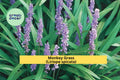 Monkey Grass Plants | 40 Bare Root Liriope spicata Perennials | Evergreen Ground Cover for Borders & Landscaping