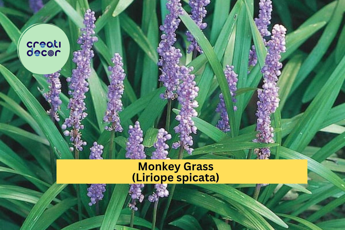 Monkey Grass Plants | 40 Bare Root Liriope spicata Perennials | Evergreen Ground Cover for Borders & Landscaping