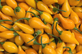 Biquinho Yellow Hot Pepper Seeds, Non-GMO, Small Capsicum chinense for Salsas & Sauces, Compact Plant