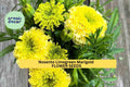 25+ Nosento Limegreen Marigold Seeds – Unique Pale Green Double Blooms for Garden Planting, Long-Lasting Summer Color – USA