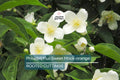 Philadelphus Sweet Mock-orange Bare-Root Shrub 18-24" Fragrant White Flowers Pollinator Attracting