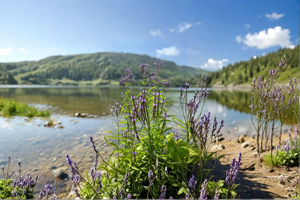Blue Vervain Seeds – Native Perennial Wildflower, Blue to Purple Flowers, Verbena hastata, Pollinator Attracting, 100 Seeds