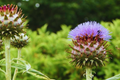 Cardoon Seeds | Non-GMO Cynara cardunculus | Artichoke Thistle Plant Seeds for Garden