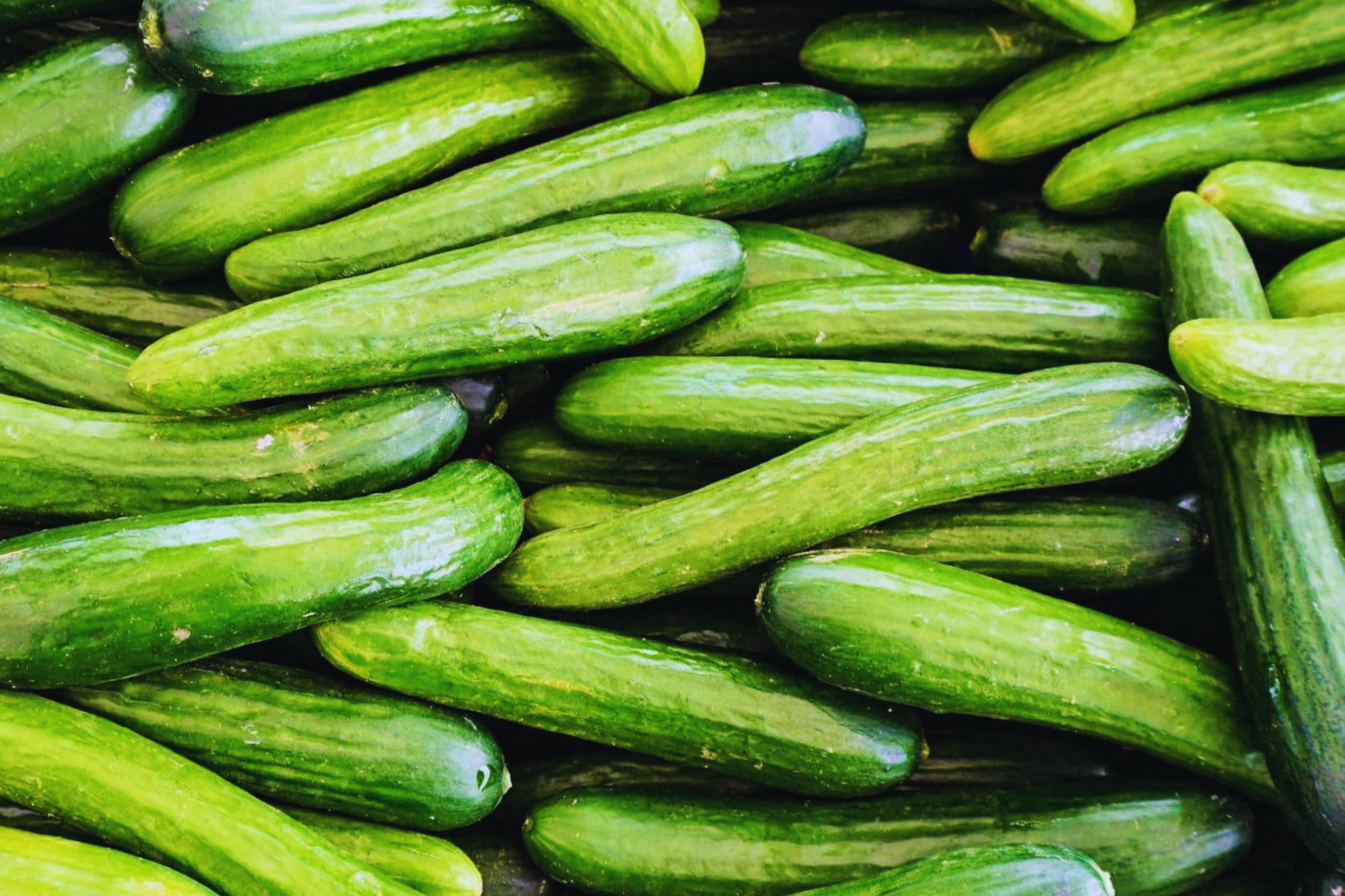 Burpless Cucumber Seeds | Organic Persian Lebanese Variety | Non-GMO Cucumis sativus | Climbing, Salad & Pickling