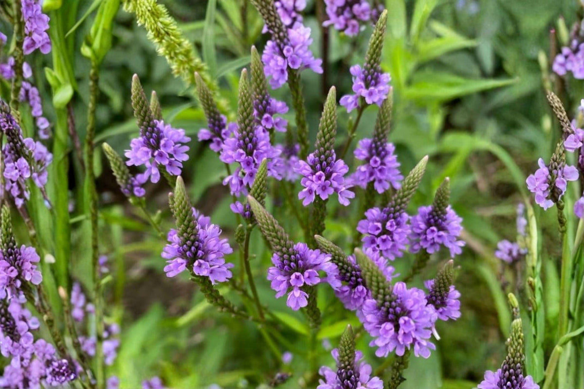 100 Blue Vervain Seeds – Verbena hastata – Native Wildflower for Pollinators – Moist Soil Perennial Seed Pack