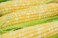 Peaches and Cream Corn Seeds - Bicolor Hybrid Zea mays Non-GMO Sweet Corn for Gardening & Cooking