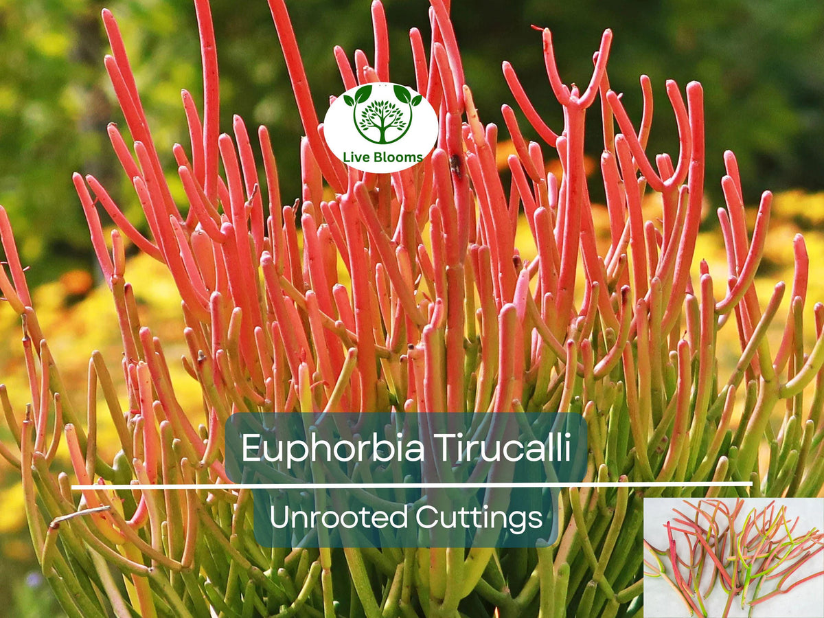 15 Fire Sticks Succulent Unrooted Cuttings, Euphorbia Tirucalli, Colorful Drought-Tolerant Plant for Propagation & Garden