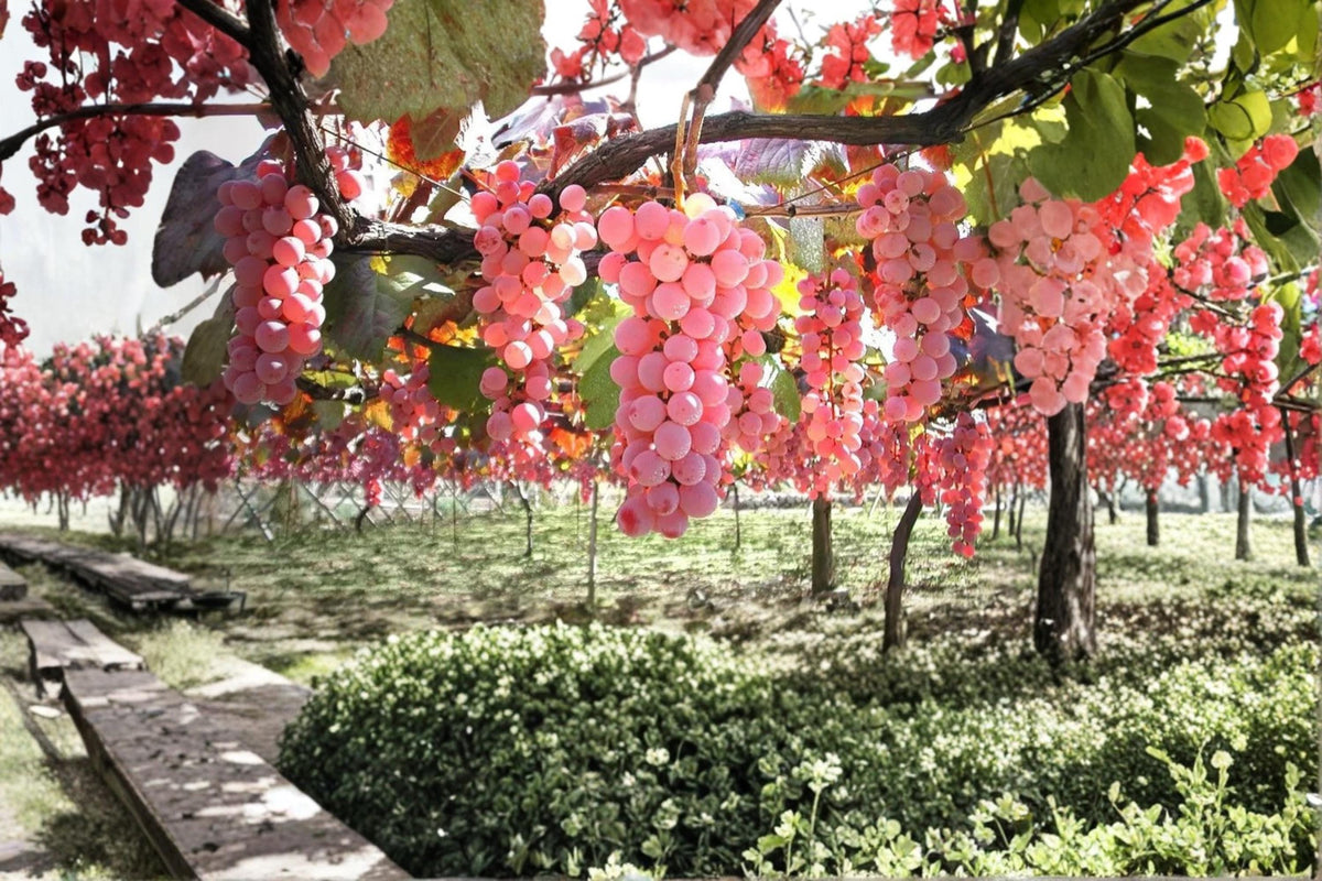 Koshu Grape Plant Vitis vinifera ‘Koshu’ Japanese White Wine Grape Vine for Garden or Vineyard