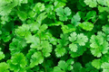 Cilantro Seeds - Slow Bolt Variety, Non-GMO, Coriander, Heirloom Vegetable Seeds for Home Garden and Cooking