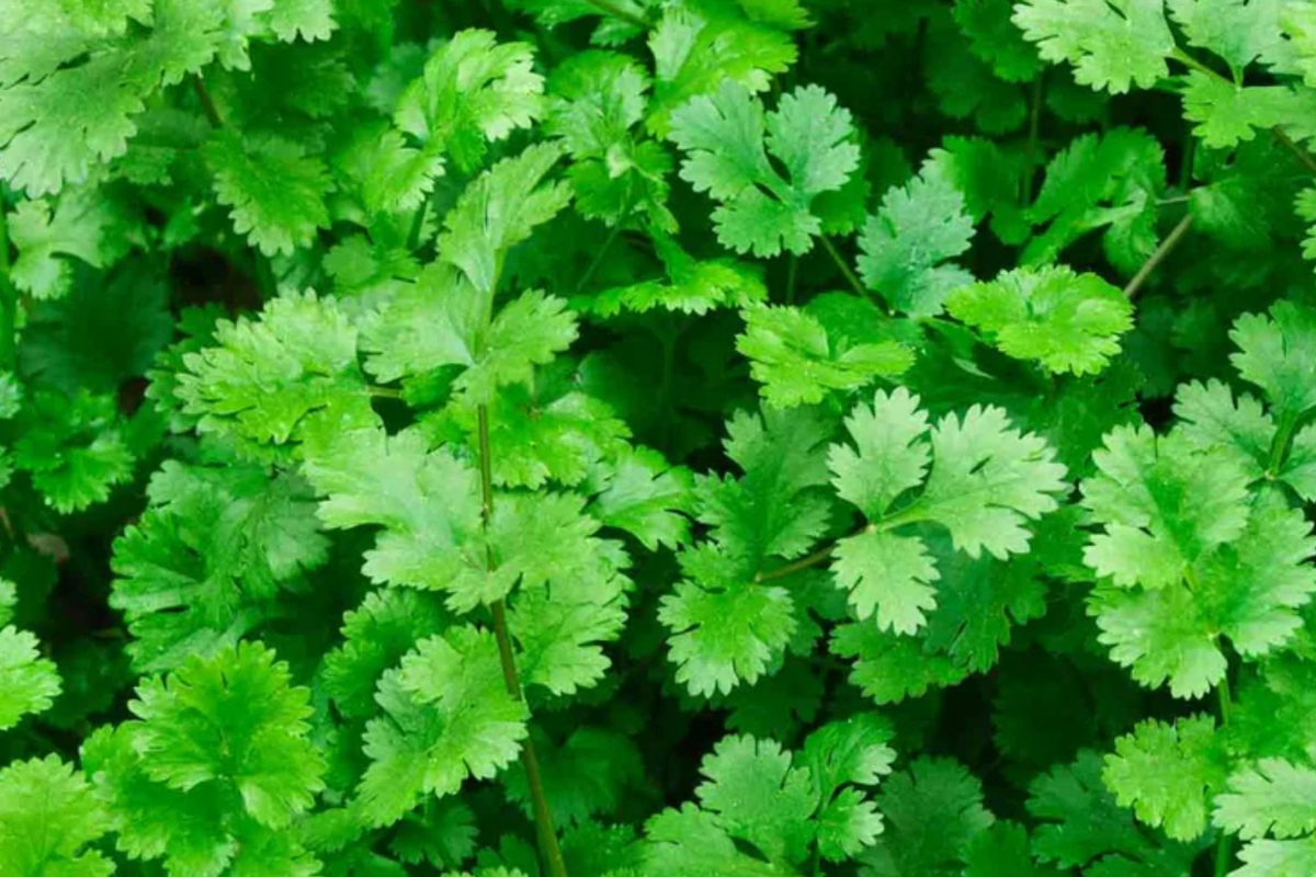 Cilantro Seeds - Slow Bolt Variety, Non-GMO, Coriander, Heirloom Vegetable Seeds for Home Garden and Cooking