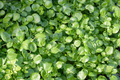 Watercress Seeds - Chinese & Yellowcress Herb Seeds for Aquaponics, Salad, and Garnish - Nasturtium officinale