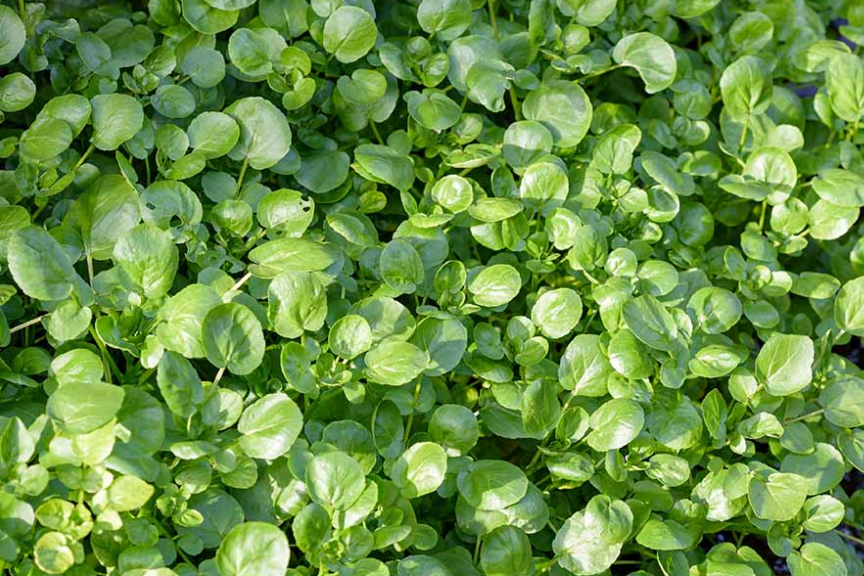 Watercress Seeds - Chinese & Yellowcress Herb Seeds for Aquaponics, Salad, and Garnish - Nasturtium officinale