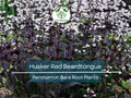 10 Bare Root Husker Red Beardtongue Plants – Penstemon ‘Husker Red’ with Burgundy Foliage & White Flowers, Zone 4–9