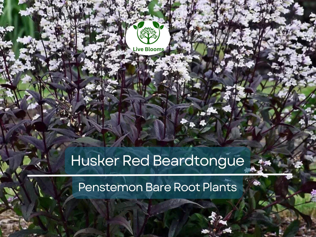 10 Bare Root Husker Red Beardtongue Plants – Penstemon ‘Husker Red’ with Burgundy Foliage & White Flowers, Zone 4–9