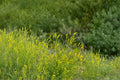 Yellow Blossom Sweet Clover Seeds – Melilotus officinalis, Nitrogen Fixing, Pollinator Attractant, Cover Crop, 100 Seeds