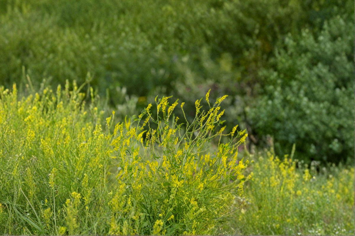 Yellow Blossom Sweet Clover Seeds – Melilotus officinalis, Nitrogen Fixing, Pollinator Attractant, Cover Crop, 100 Seeds