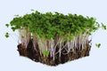 Sprouting Lid Kit with Non-GMO Broccoli Seeds, Reusable Lids for Mason Jars, Brassica oleracea var. italica, Indoor Sprouts