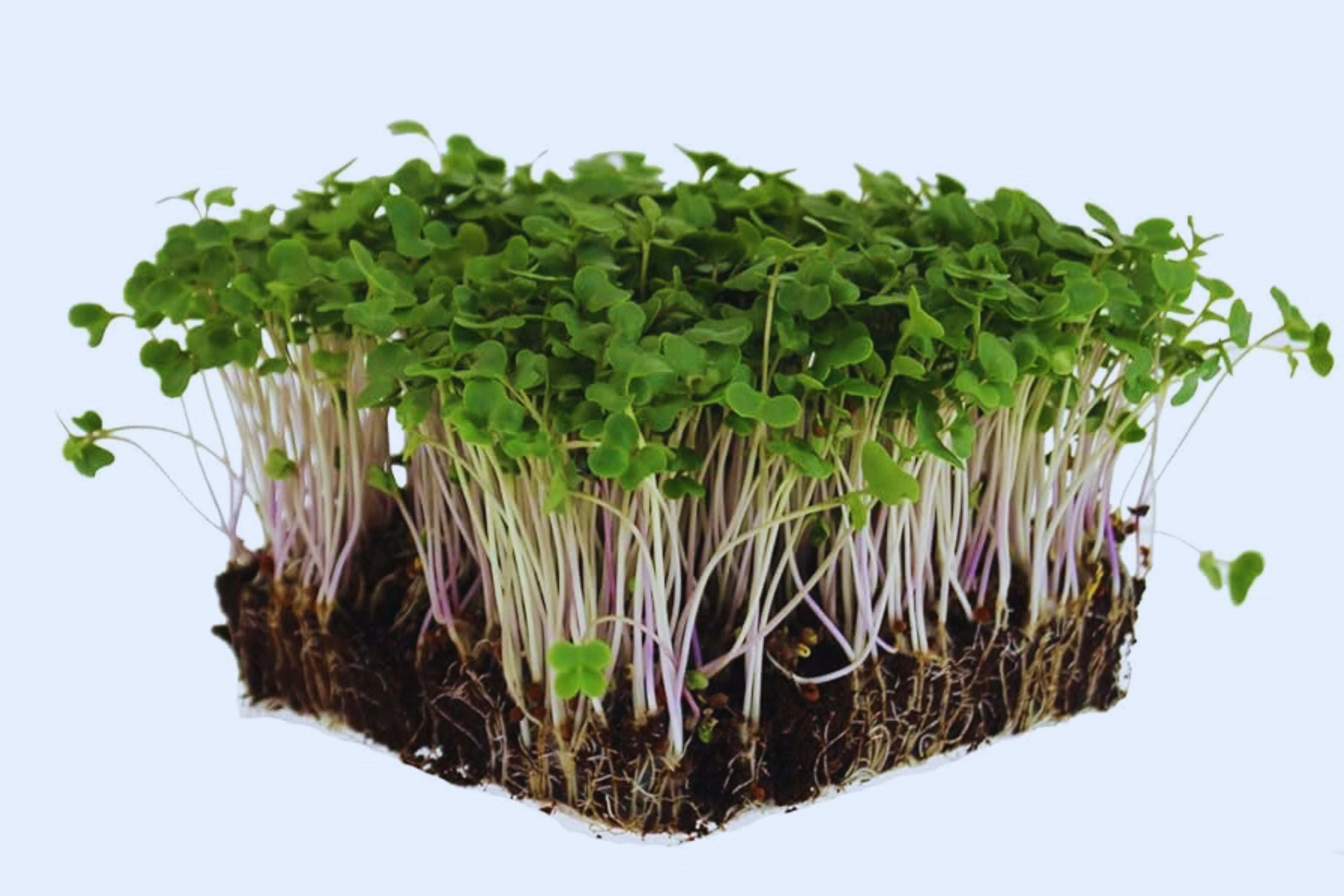 Sprouting Lid Kit with Non-GMO Broccoli Seeds, Reusable Lids for Mason Jars, Brassica oleracea var. italica, Indoor Sprouts