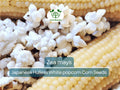 50 Seeds Japanese Hulless White Baby Corn Seeds | Heirloom Zea mays for Homegrown Popcorn & Snacks