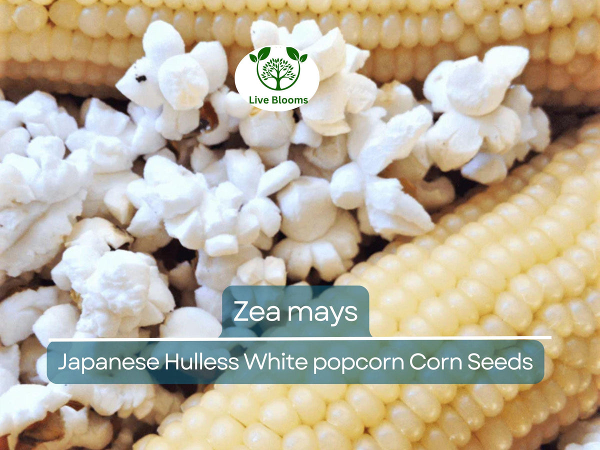 50 Seeds Japanese Hulless White Baby Corn Seeds | Heirloom Zea mays for Homegrown Popcorn & Snacks