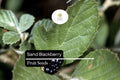 Sand Blackberry Seeds 25 Rubus cuneifolius Native Wild Edible Bramble Bush for Pollinator Gardens