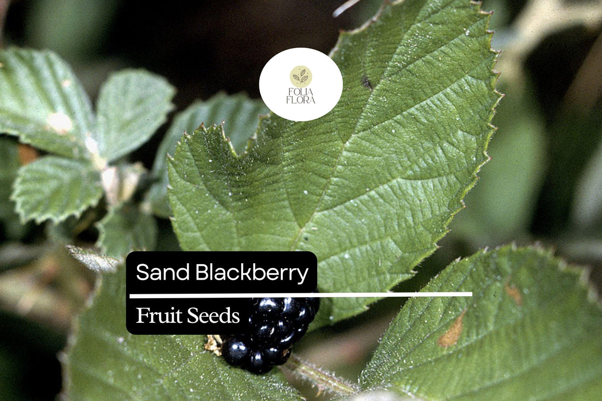 Sand Blackberry Seeds 25 Rubus cuneifolius Native Wild Edible Bramble Bush for Pollinator Gardens