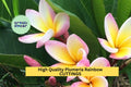 High Quality Plumeria Cuttings – Rainbow Colors, 8–12 Inches, Fragrant Tropical Flowers, Unrooted Stem, Plumeria spp.
