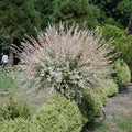 Dappled Willow Tree Bare Root 1-2 ft | Salix integra ‘Hakuro Nishiki’ Tricolor Foliage Ornamental Shrub