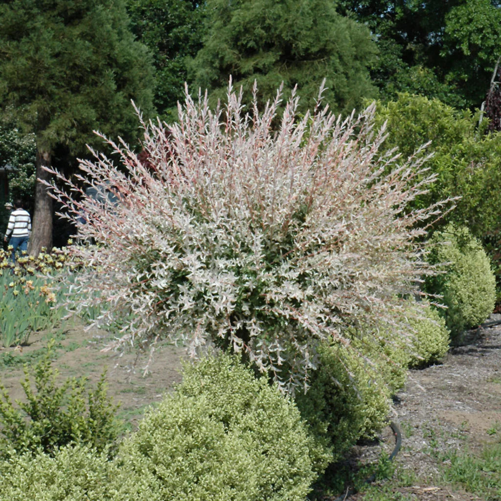 Dappled Willow Tree Bare Root 1-2 ft | Salix integra ‘Hakuro Nishiki’ Tricolor Foliage Ornamental Shrub