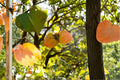 Tanenashi Persimmon Tree – 1 Live Well-Rooted Diospyros kaki Astringent Asian Persimmon for Edible Garden