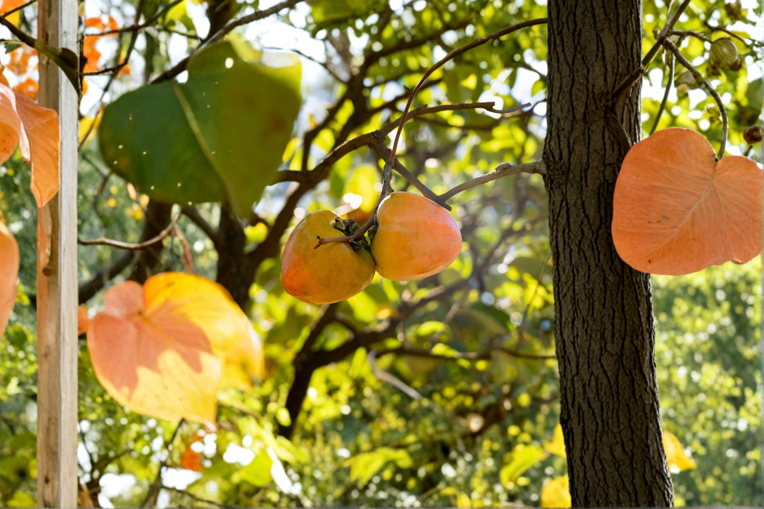 Tanenashi Persimmon Tree – 1 Live Well-Rooted Diospyros kaki Astringent Asian Persimmon for Edible Garden
