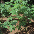 Cassava Cuttings – 6-8 Inch Live Tropical Stems for Landscaping, Edible Gardens & Containers – Manihot esculenta
