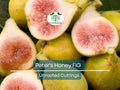Peter's Honey Fig Cuttings - 2 Unrooted Figs, 6"+, 3+ Nodes, Ficus carica, Sweet Honey Flavor, Easy to Root
